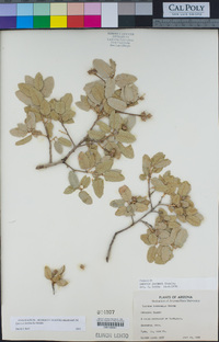 Quercus turbinella image