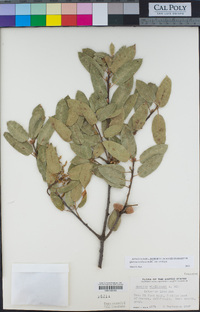 Quercus wislizeni var. wislizeni image