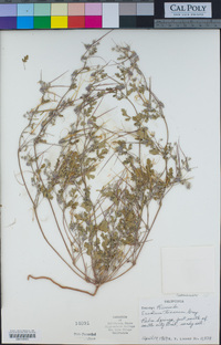 Erodium texanum image