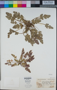 Erodium botrys image