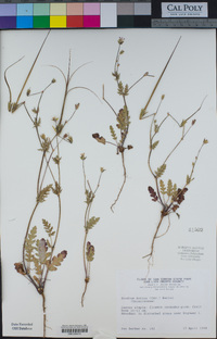 Erodium botrys image