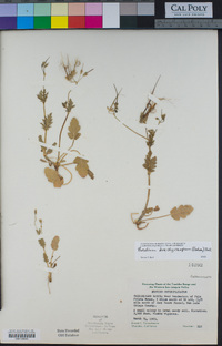 Erodium brachycarpum image