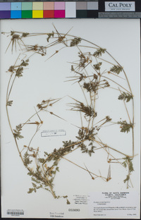 Erodium cicutarium image