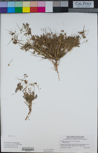 Erodium cicutarium image