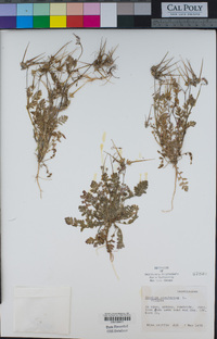 Erodium cicutarium image