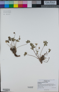 Geranium caespitosum image