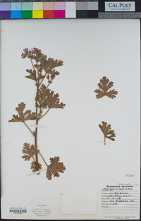 Pelargonium graveolens image