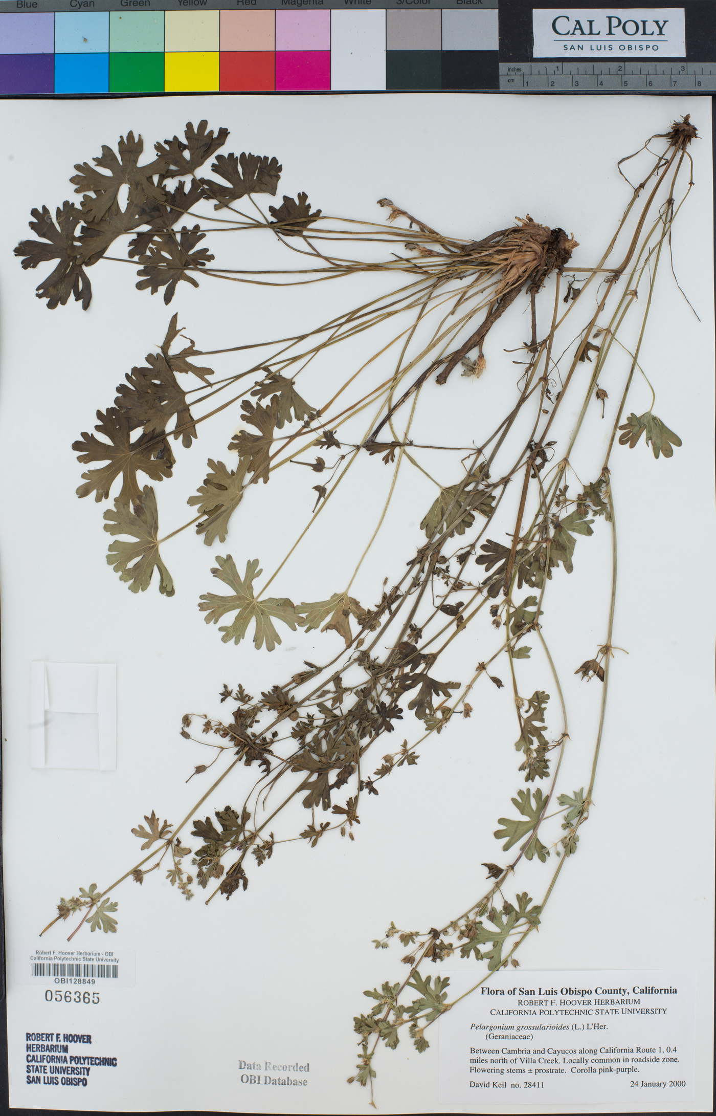 Pelargonium image