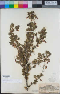 Ribes menziesii image