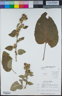 Arctium minus image