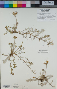 Arctotheca prostrata image