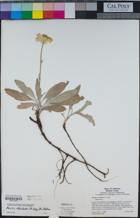 Arnica dealbata image