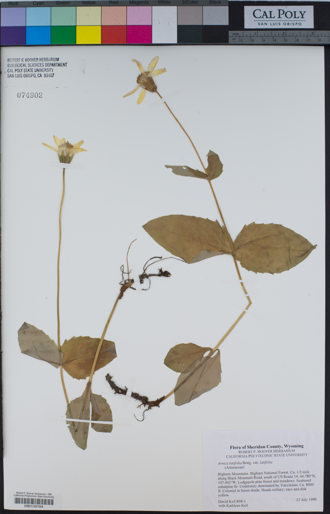 Arnica latifolia var. latifolia image