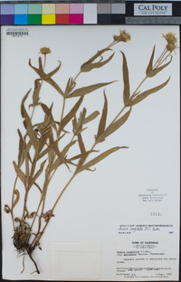 Arnica longifolia image