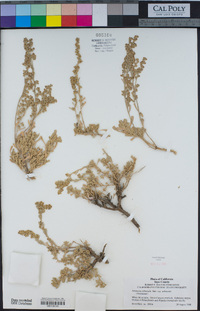 Artemisia arbuscula subsp. arbuscula image