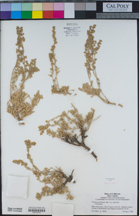 Artemisia arbuscula image