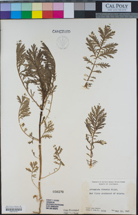 Artemisia biennis image