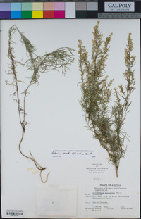 Artemisia carruthii image