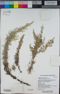 Artemisia californica image