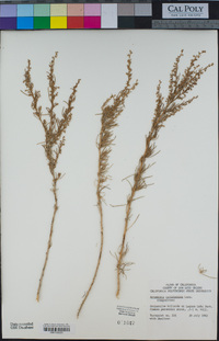 Artemisia californica image