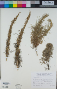 Artemisia californica image