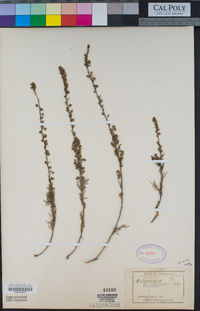 Artemisia californica image