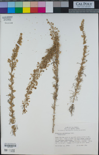 Artemisia californica image