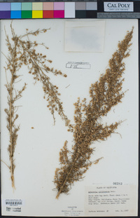 Artemisia californica image