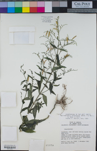 Image of Andrographis paniculata