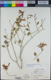 Justicia californica image