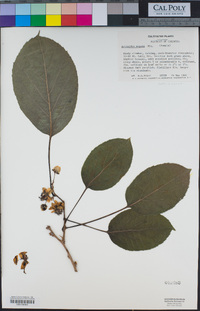 Actinidia arguta image