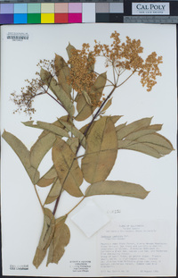 Sambucus cerulea image