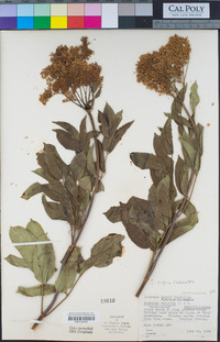 Sambucus nigra image