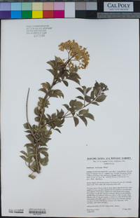 Sambucus nigra subsp. caerulea image