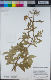 Sambucus nigra image