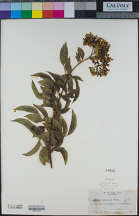 Sambucus nigra image