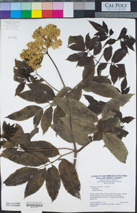 Sambucus nigra image