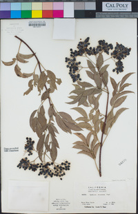 Sambucus nigra image