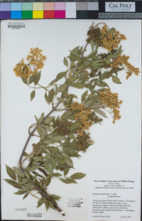 Sambucus cerulea image