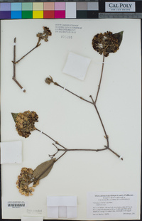 Viburnum x burkwoodii image