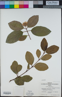 Viburnum suspensum image