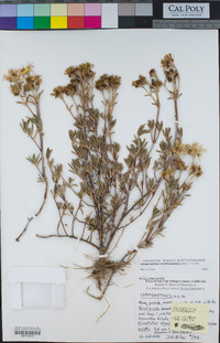Lampranthus multiradiatus image