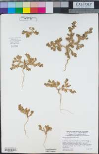 Mesembryanthemum nodiflorum image