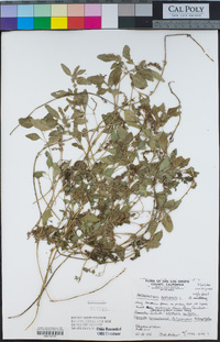 Amaranthus deflexus image