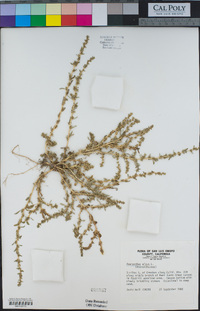 Amaranthus albus image