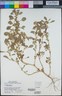 Amaranthus albus image