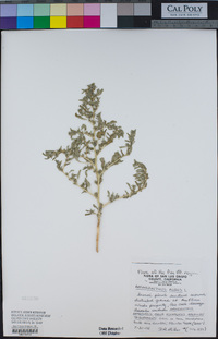 Amaranthus albus image