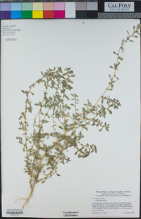 Amaranthus albus image