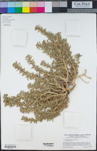 Amaranthus blitoides image