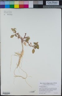 Amaranthus hybridus image